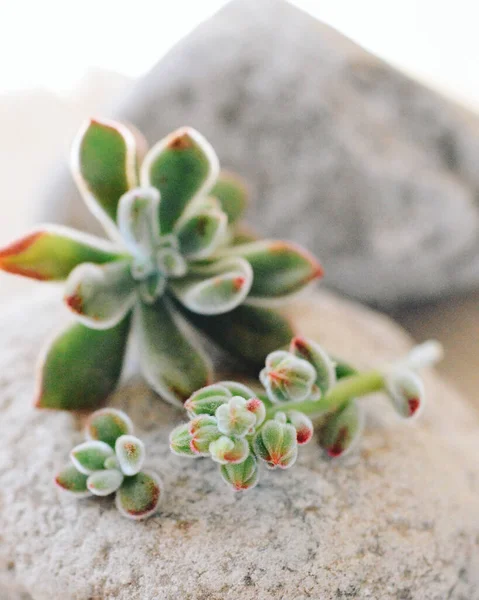 緑の多肉植物の垂直閉鎖ショット — ストック写真