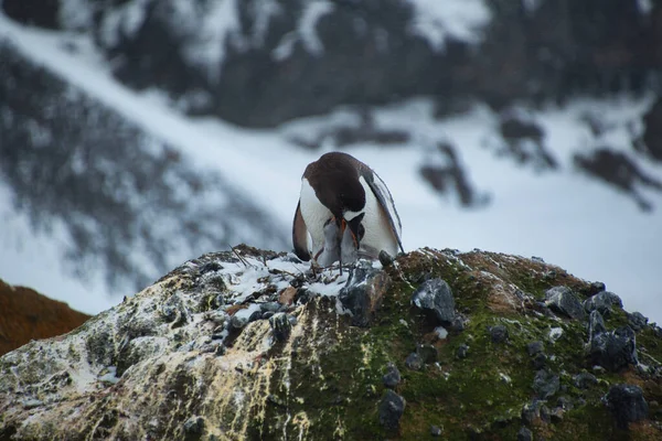 Een Schattige Pinguïn Met Zijn Baby Rots Achtergrond Van Een — Stockfoto