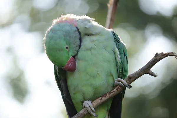 Closeup Shot Alexandrine Parakeet Branch Zoo — Stock Photo, Image