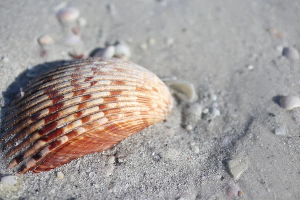 Shell Beach — Stock Photo, Image