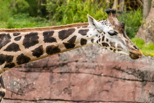 Gros Plan Une Grande Tête Girafe — Photo
