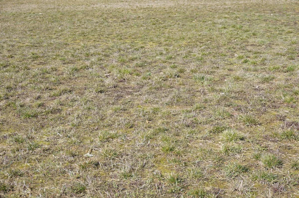 Closeup Shot Mossy Ground — Stock Photo, Image