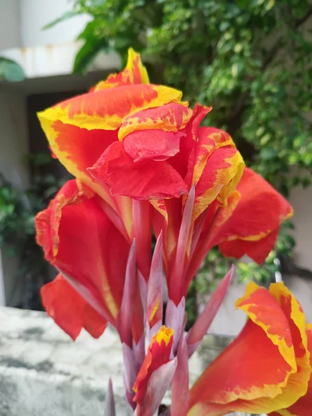 Beautiful Canna Flower Garden — Stock Photo, Image