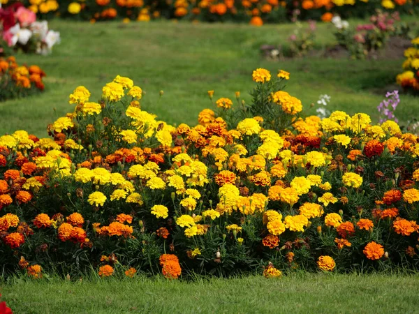 Ein Lebendiger Garten Mit Schönen Gelben Begonien Blüten — Stockfoto