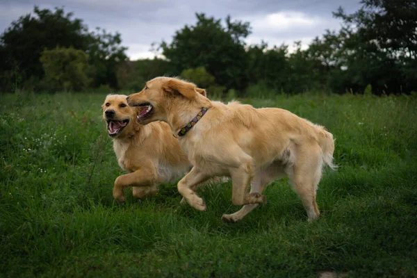 Съемка Собак Золотого Ретривера Играющих Открытом Воздухе — стоковое фото
