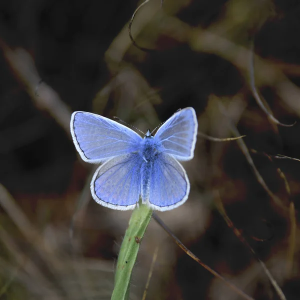 Prächtiger Blauer Schmetterling Namens Azure Oder Gemeiner Blauer Schmetterling Der — Stockfoto