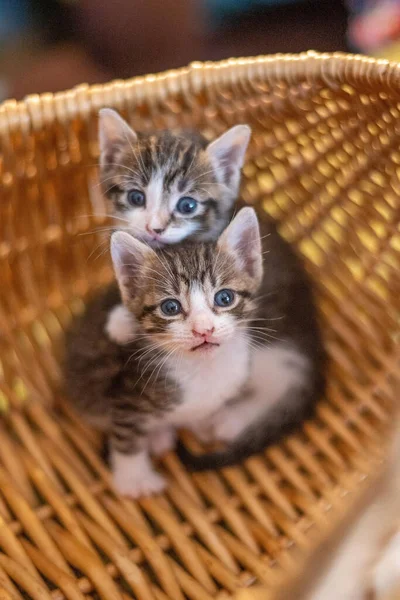 Прекрасні Милі Милі Пухнасті Маленькі Цікаві Кошенята Сидять Кошику Дивляться — стокове фото