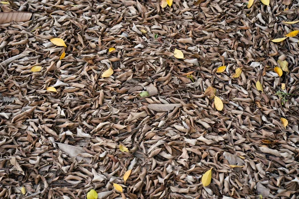 Une Vue Dessus Des Feuilles Tombées Sur Sol — Photo