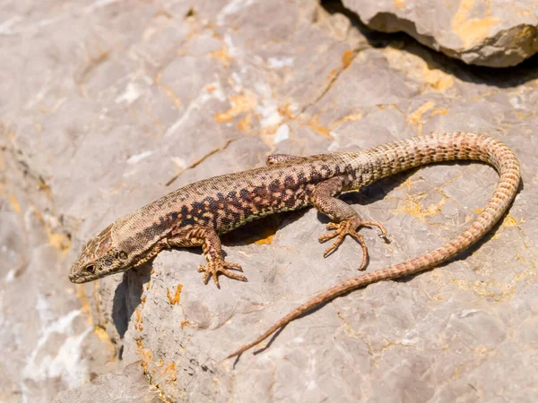 Primer Plano Lagarto Común Una Superficie Rocosa Austria — Foto de Stock