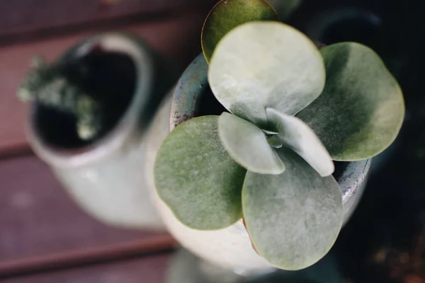 Closeup Shot Plants Succulent Plant — Stock Photo, Image