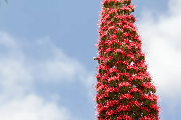Розовое Высокое Эхо Дикорастущего Растения Фоне Облачного Голубого Неба — стоковое фото