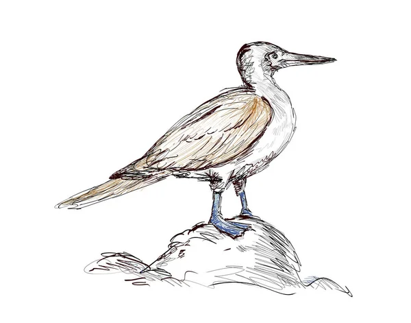 Desenho Ilustração Estilo Esboço Booby Pés Azuis Sula Nebouxiii Pássaro — Fotografia de Stock