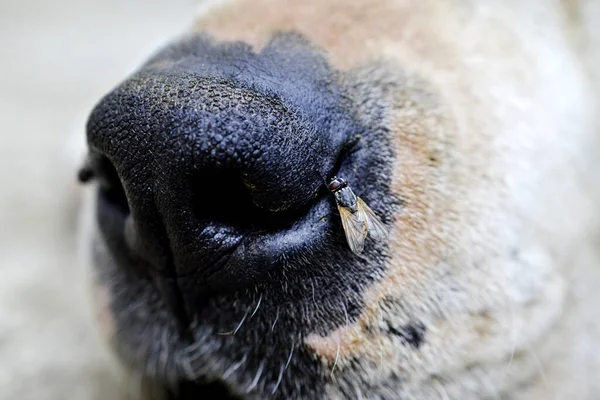 Eine Nahaufnahme Der Nase Eines Hundes Mit Einer Darauf Sitzenden — Stockfoto