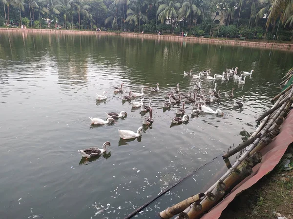 Gansos Nadando Lago Cercado Por Tre Tropical — Fotografia de Stock