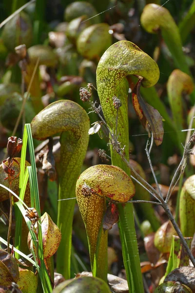 生长在美国俄勒冈州佛罗伦萨的加州达林顿尼眼镜蛇开花植物的风景照片 — 图库照片