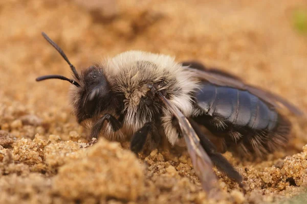 Närbild Kvinnlig Grey Mining Bee Andrena Vaga Krypa Sanden — Stockfoto