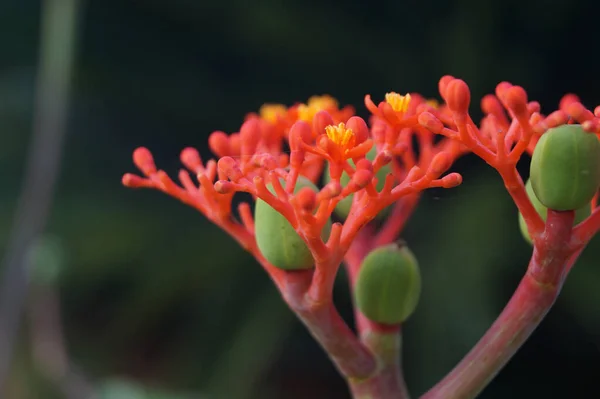 Eine Schöne Aufnahme Einer Caesalpinia Blume Einem Garten — Stockfoto