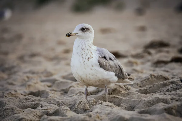 Foyer Doux Une Mouette Marchant Sur Une Plage Sable — Photo