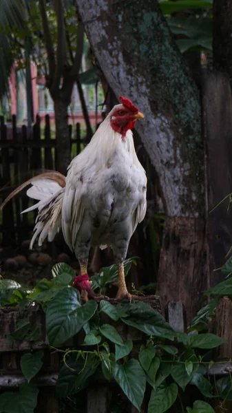 庭の白い鶏の選択 — ストック写真