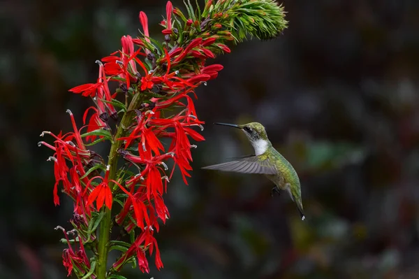 Ytlig Fokusbild Kolibri Som Närmar Sig Stjälk Med Vita Blommor — Stockfoto