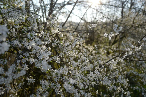 Ein Friedlicher Blick Auf Einen Kirschblütenbaum Sonnenlicht — Stockfoto