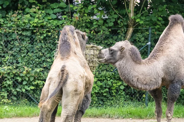 Eine Nahaufnahme Von Kamelen Die Trockenes Gras Von Einem Futterhäuschen — Stockfoto