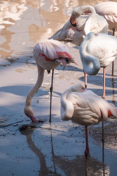 Eine Vertikale Aufnahme Einer Gruppe Von Flamingos Einem Teich — Stockfoto