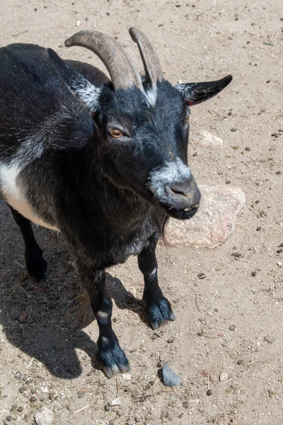 Vertical Shot Goat Field Sunlight Blurry Background — Stock Photo, Image