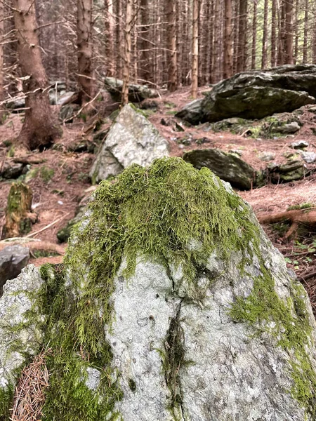 Romanya Nın Transfagarasan Kentindeki Bir Ormanda Yeşil Yosunlu Güzel Bir — Stok fotoğraf