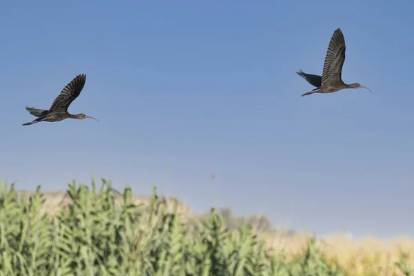 Los Dos Ibises Volando Sobre Pantano — Foto de Stock