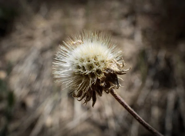 Een Dichtbij Shot Van Een Witte Paardebloem Groeiend Overheen Staafjes — Stockfoto