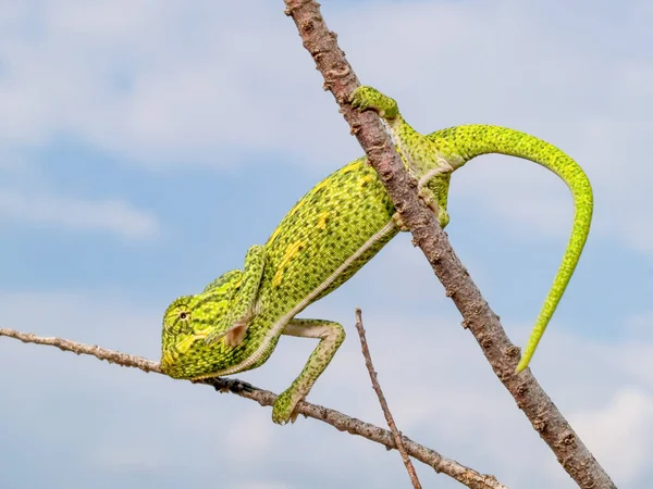 Zbliżenie Ujęcia Afrykańskiego Kameleona Gałęzi Drzewa Grecji — Zdjęcie stockowe