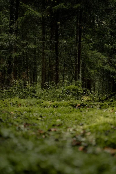 Orman Derinliğindeki Verdurous Bir Arazinin Dikey Çekimi — Stok fotoğraf