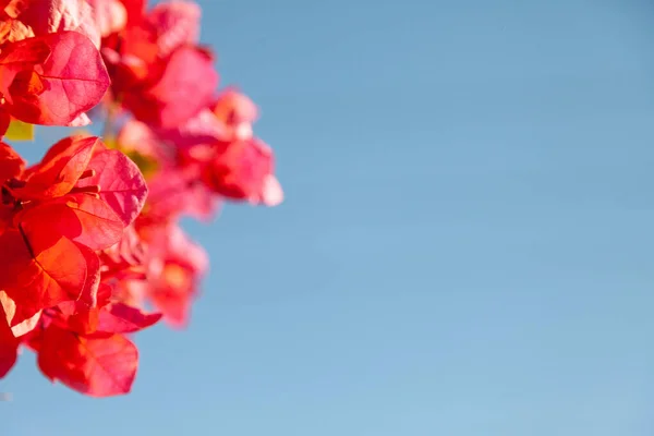 Mavi Gökyüzü Arkaplanındaki Büyük Begonvil Çiçeklerinin Seçici Odak Noktası — Stok fotoğraf