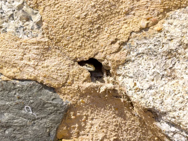 Closeup Shot Common Wall Lizard Rocky Surface Austria — Stock Photo, Image