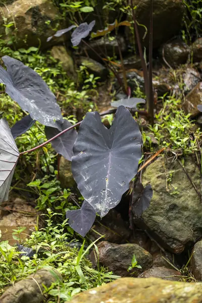 緑の木々の森 — ストック写真