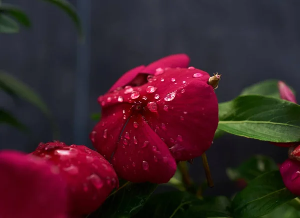 Beautiful Shot Red Touch Flowers Garden — Stock Photo, Image