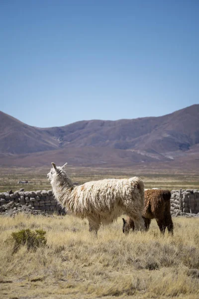 Belo Tiro Lhamas Alpacas Vicunas Campo Durante Dia — Fotografia de Stock