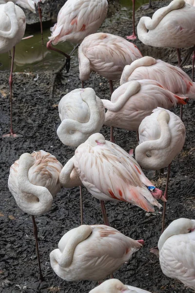 Vertikal Bild Grupp Flamingos Park — Stockfoto