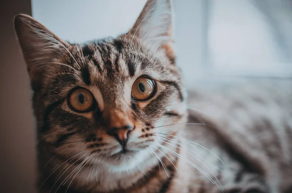 Primer Plano Pequeño Gato — Foto de Stock