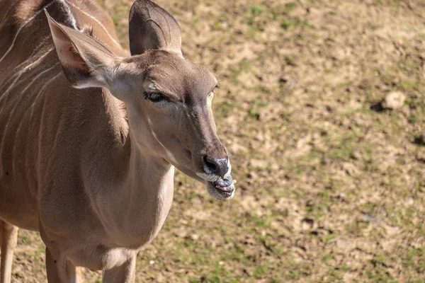 Een Hoge Hoek Close Shot Van Een Hert Een Veld — Stockfoto