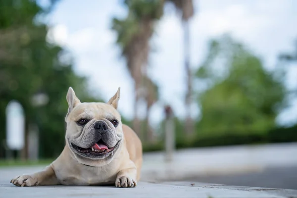 Una Linda Crema Bulldog Francés Acostado Aire Libre — Foto de Stock