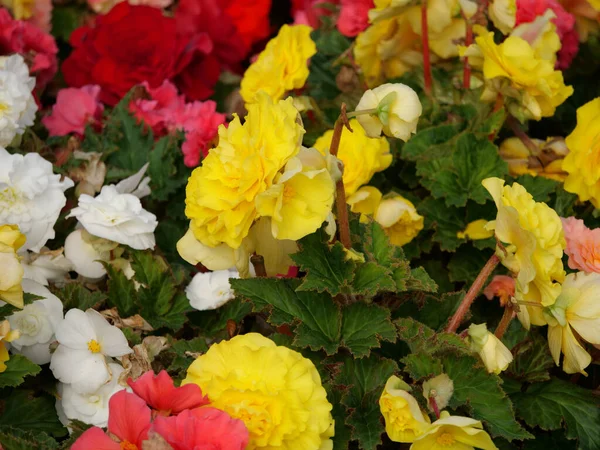 Ein Lebhafter Strauß Mit Begonien Blüten Allen Farben — Stockfoto