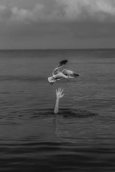 Hand Reaching Out Water Trying Catch Flying Gull — Stock Photo, Image