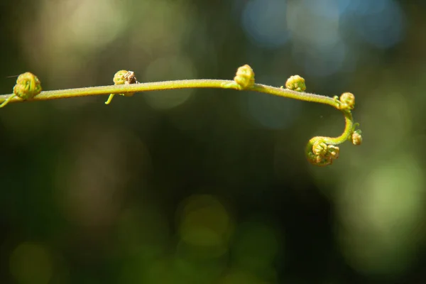 Ένα Κλαδί Μικροσκοπικά Άνθη Στο Θολό Φόντο — Φωτογραφία Αρχείου