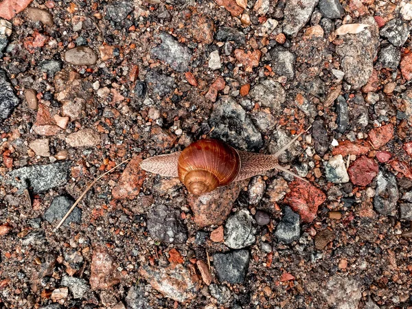 Een Close Shot Van Een Slak — Stockfoto