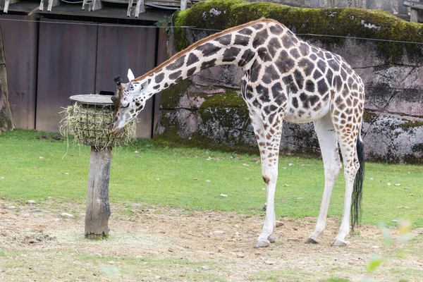 Duża Żyrafa Jedząca Suche Siano Karmnika Parku — Zdjęcie stockowe