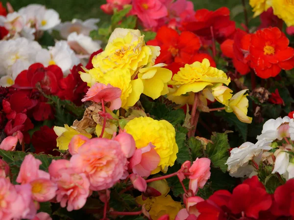 Ein Lebhafter Strauß Mit Begonien Blüten Allen Farben — Stockfoto