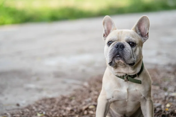 Una Linda Crema Bulldog Francés Sentado Una Hierba — Foto de Stock