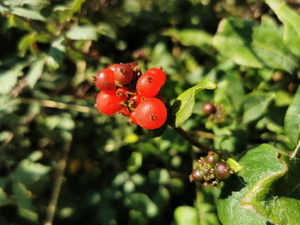 Closeup Ripe Juicy Red Rosehip Berries Wild — Stock Photo, Image